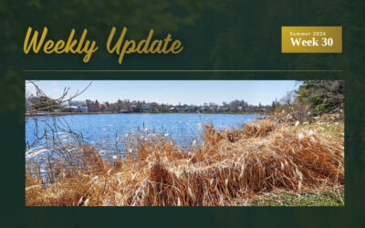 Three Price Updates on Westport Pond, Sharbot Lake Island, and Wolfe Lake