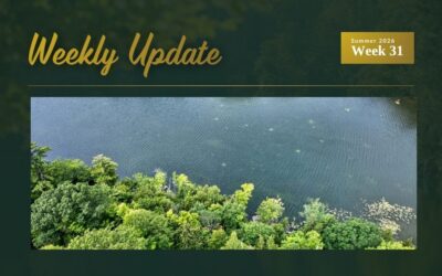 New Waterfront Listings on Sharbot Lake and Buck Lake